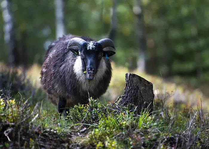 Moderne Ski-in & Ski-out I Valdres, Norge - Alt Inkludert For Ditt Fjelleventyr Вилла Aurdal